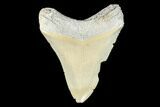 Serrated, Fossil Megalodon Tooth - Aurora, North Carolina #176574-1